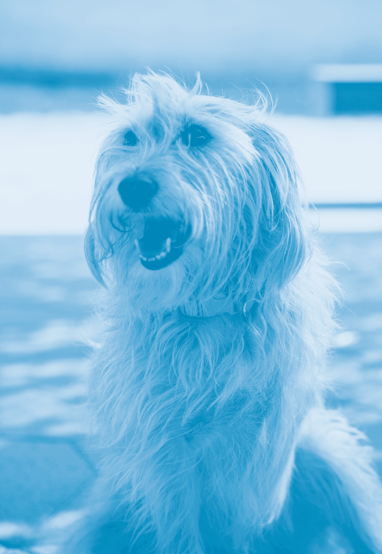 Family and Pet Friendly Weekend